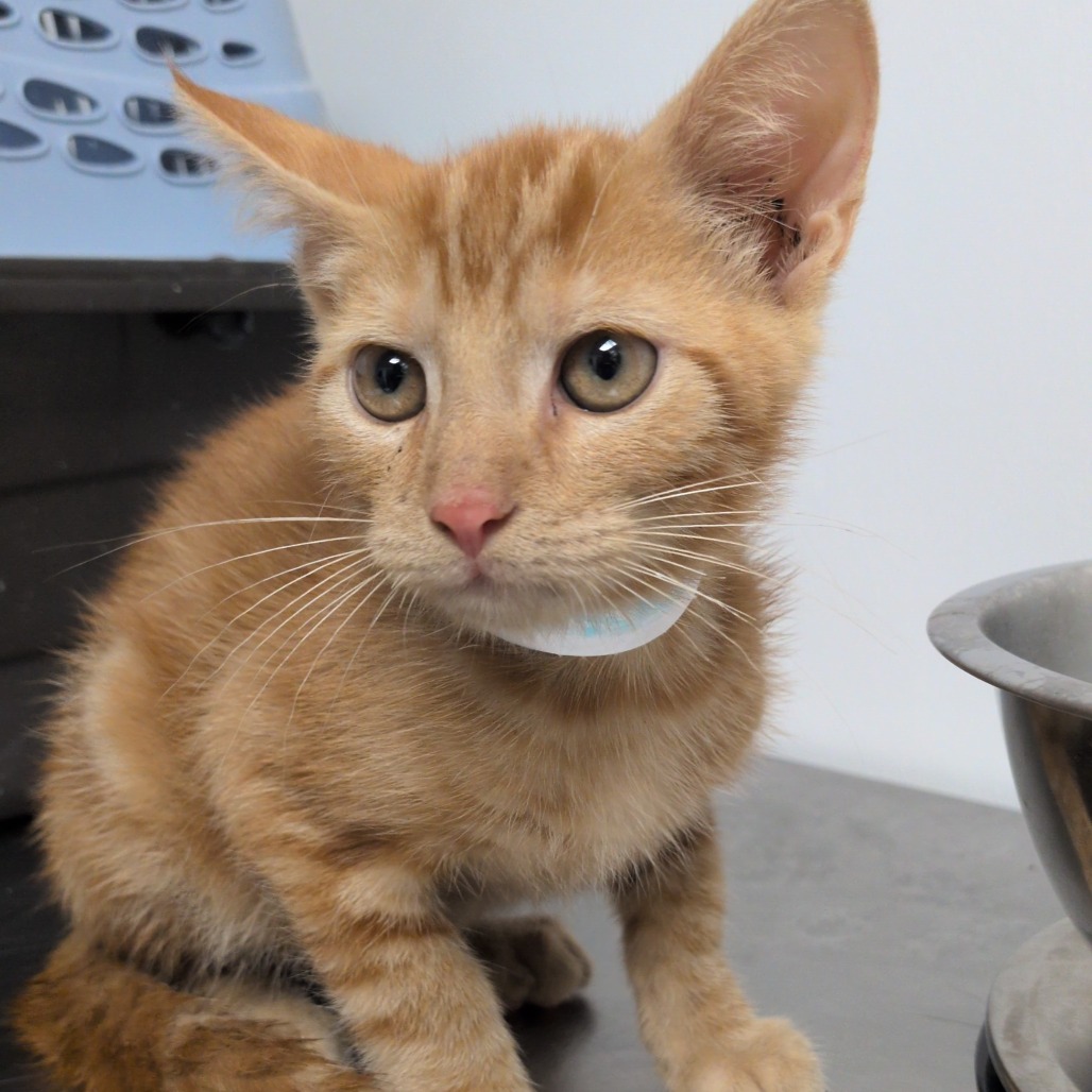 AXEL - Domestic Shorthair available for adoption