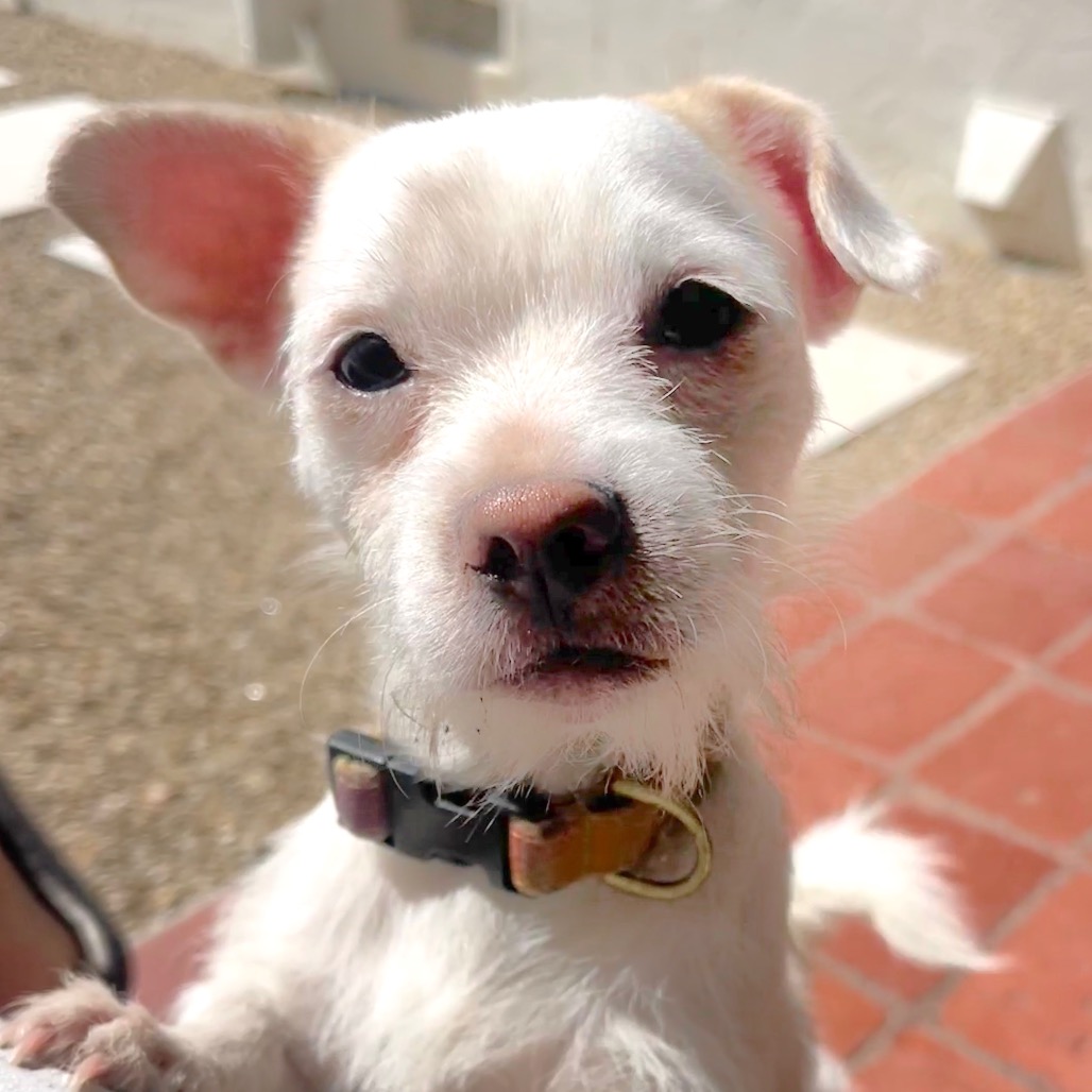Dusty, photo 6