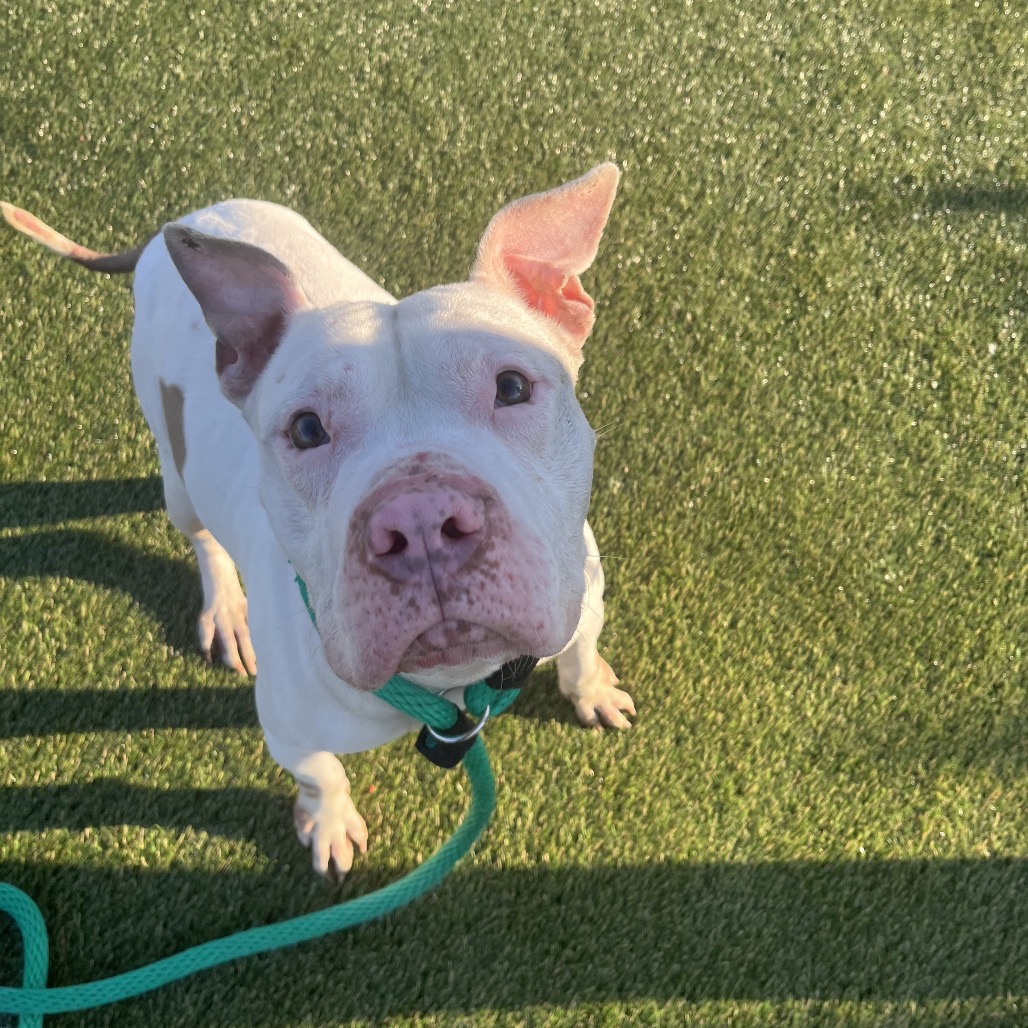 Charlie Chan — thumbnail 3