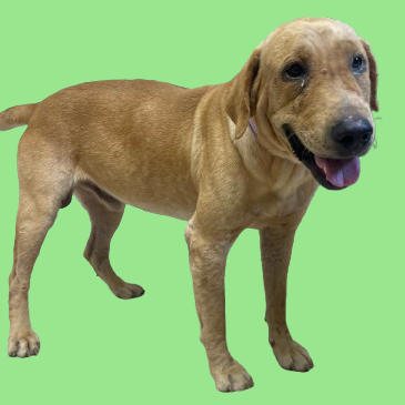 Tusc Stray 81432