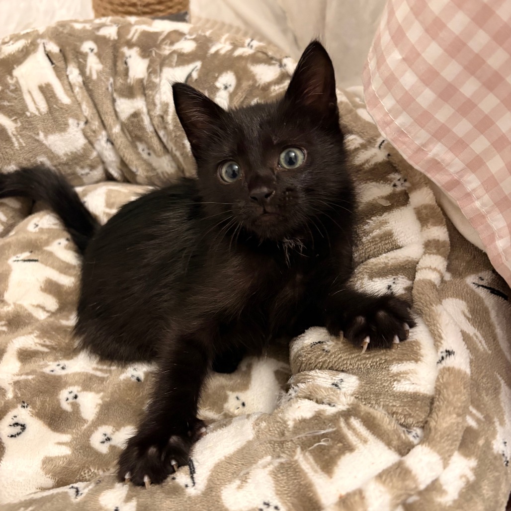 Leo