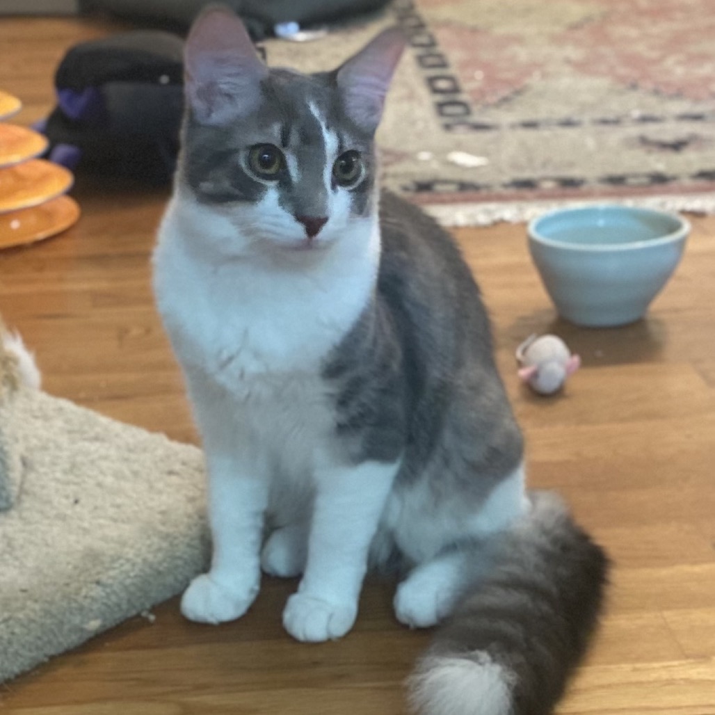 JULIUS - Domestic Medium Hair for adoption in Roswell