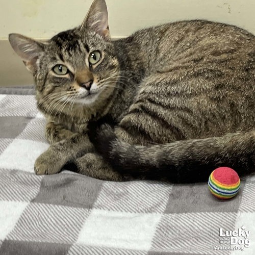 TWIX - Domestic Shorthair available for adoption