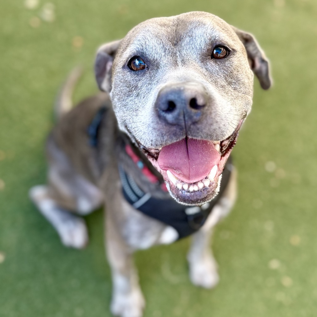 Image of Homer looking at the camera