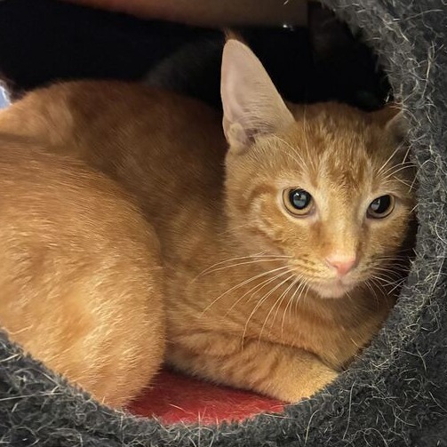 LYCHEE - Domestic Shorthair for adoption in Dayton