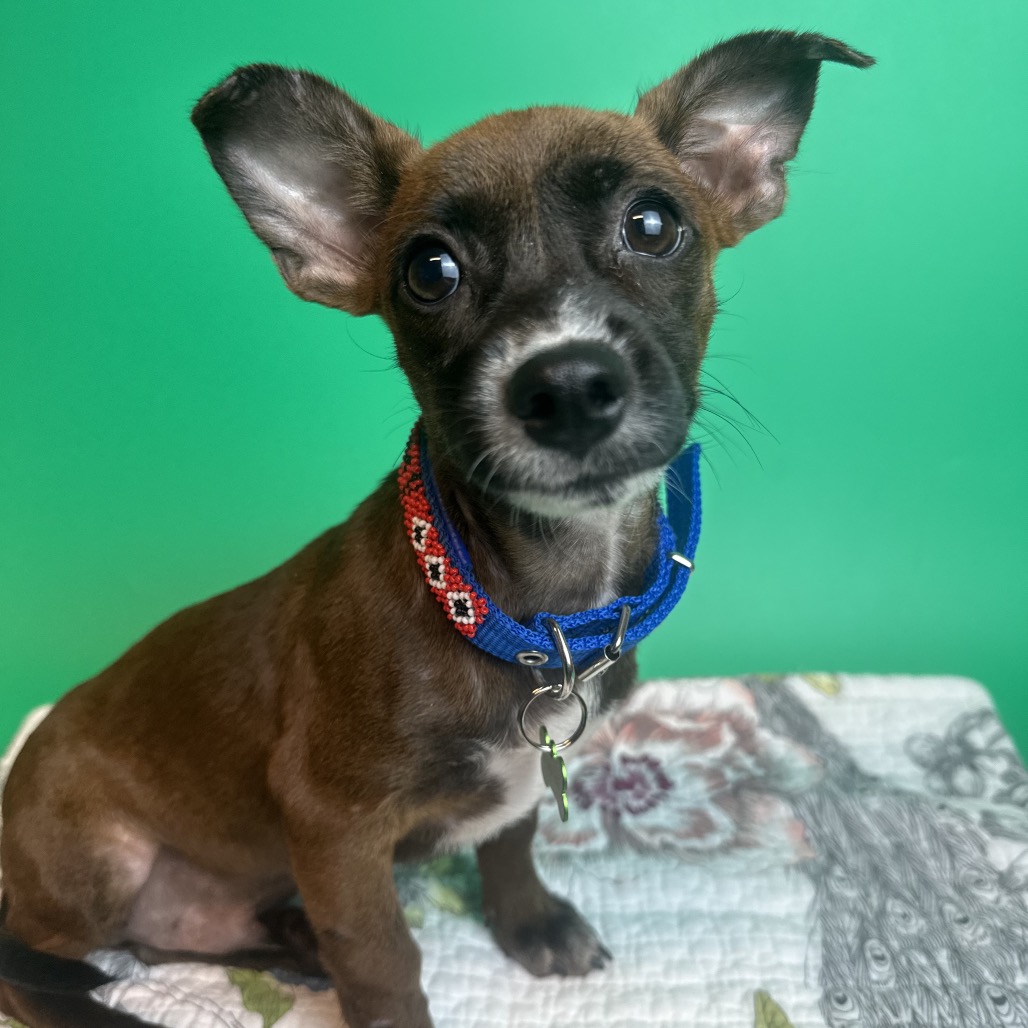RAISIN - Dachshund, Miniature Smooth Haired / Mixed Breed (Small) for adoption in San Antonio