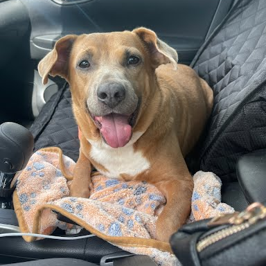 SHANIA - Terrier / Pit Bull available for adoption
