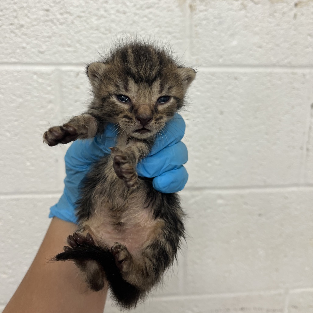 EDDIE - Domestic Shorthair available for adoption