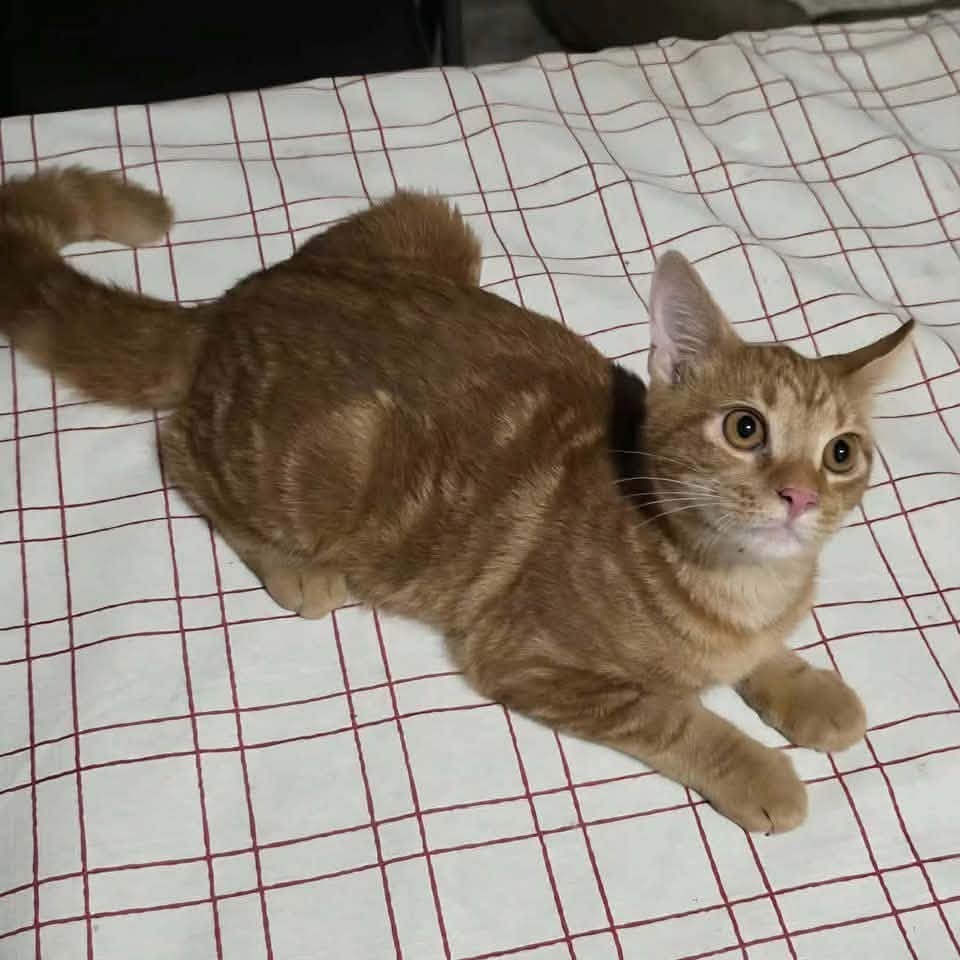 CHEDDAR - Domestic Shorthair available for adoption