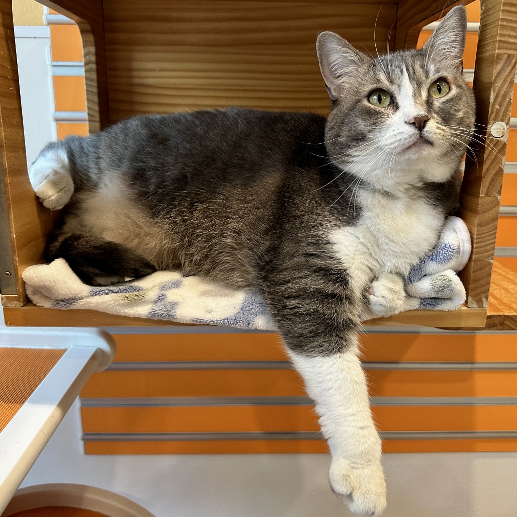 BASIL - Domestic Shorthair available for adoption