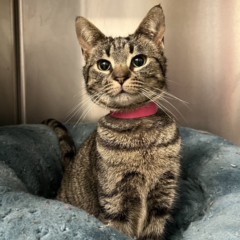 Catnip — thumbnail 4