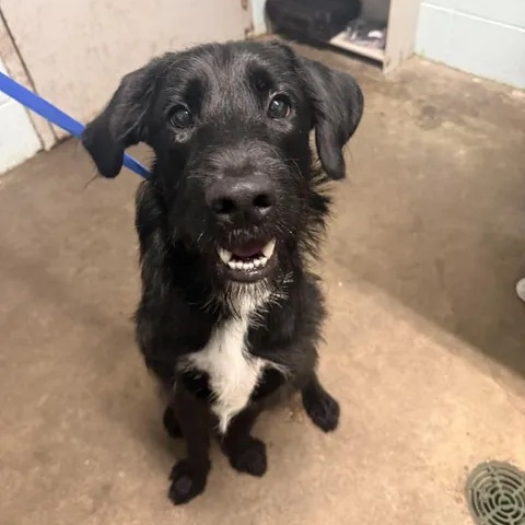 BARNABY - Schnauzer / Standard available for adoption