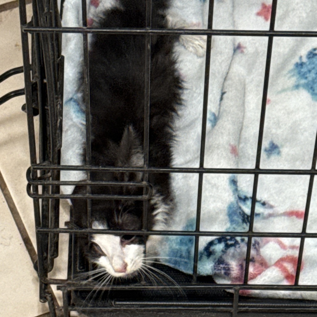 GREMLIN - Domestic Shorthair available for adoption