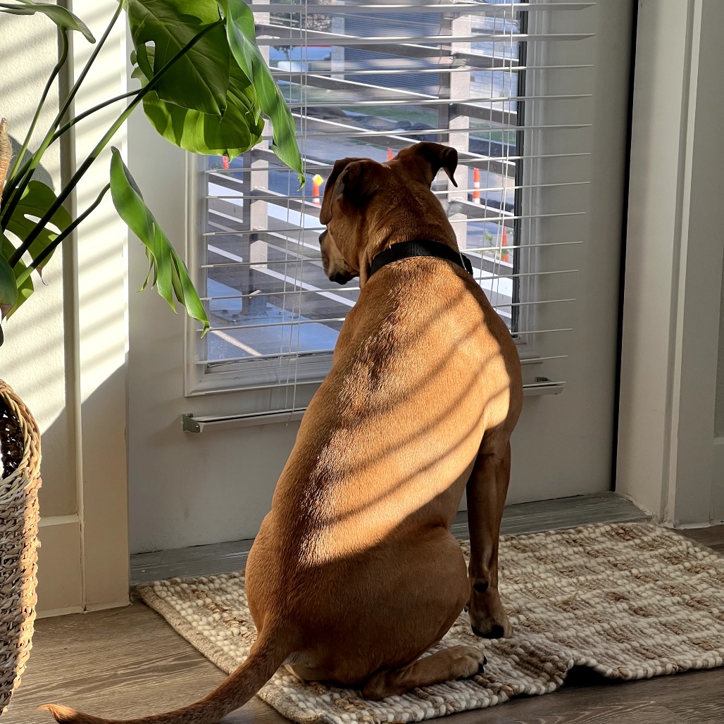 Nectarine, additional photo