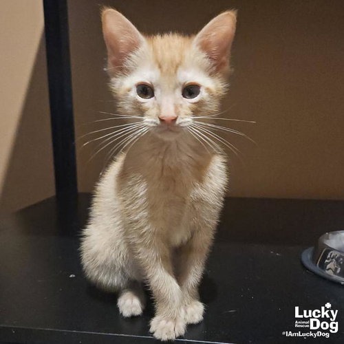 SCOFF - Domestic Shorthair available for adoption