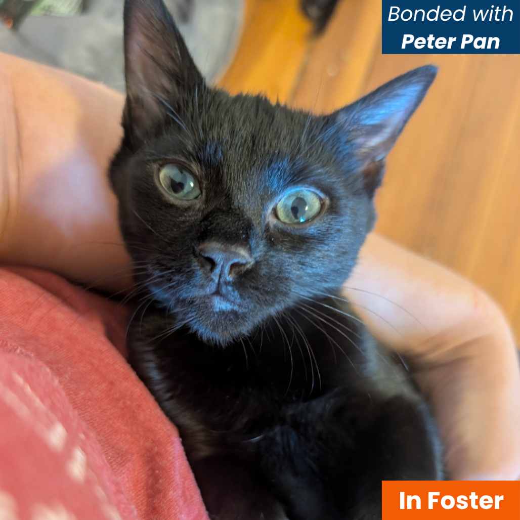 SPYRO (ORANGE) - Domestic Shorthair available for adoption