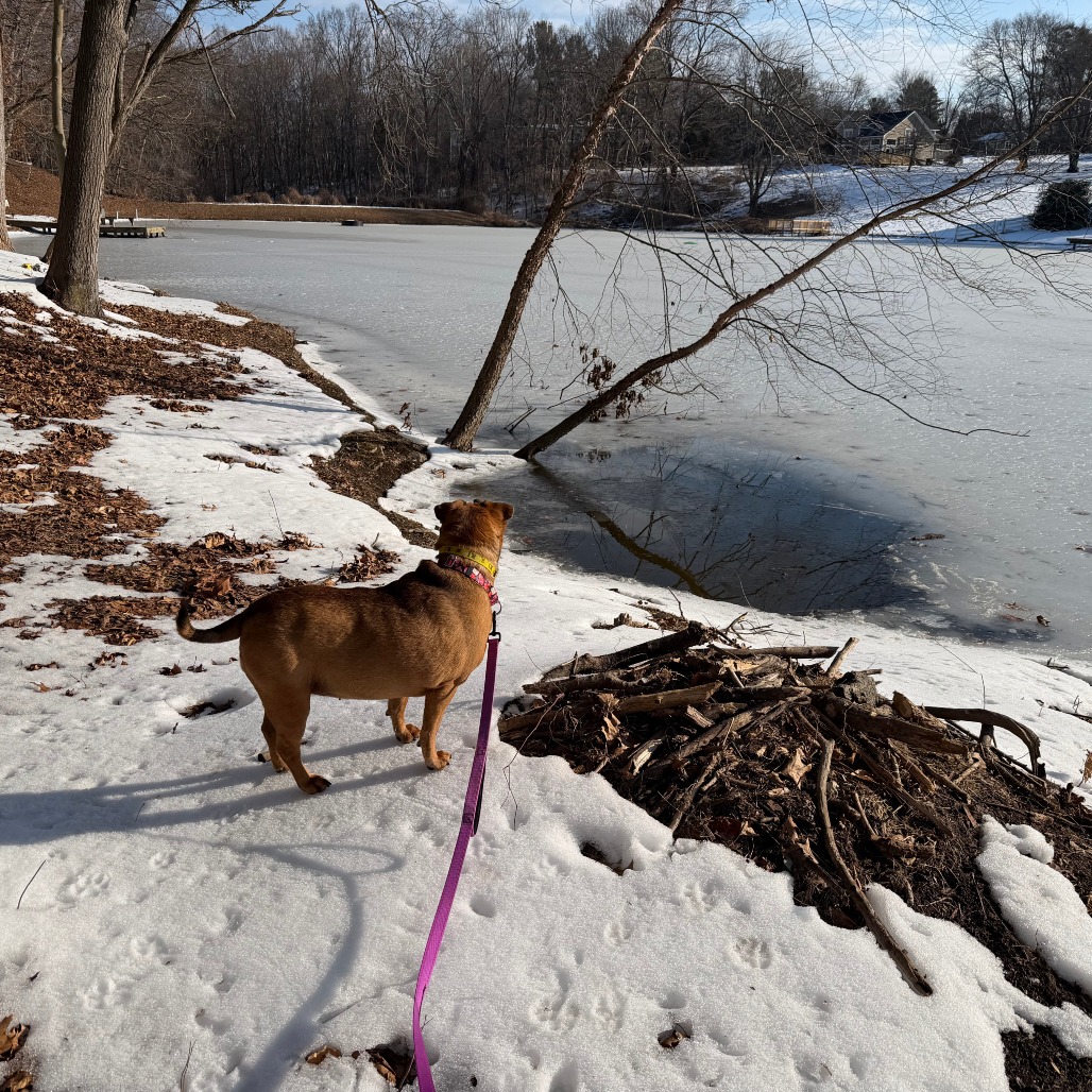 Zoey, photo 35