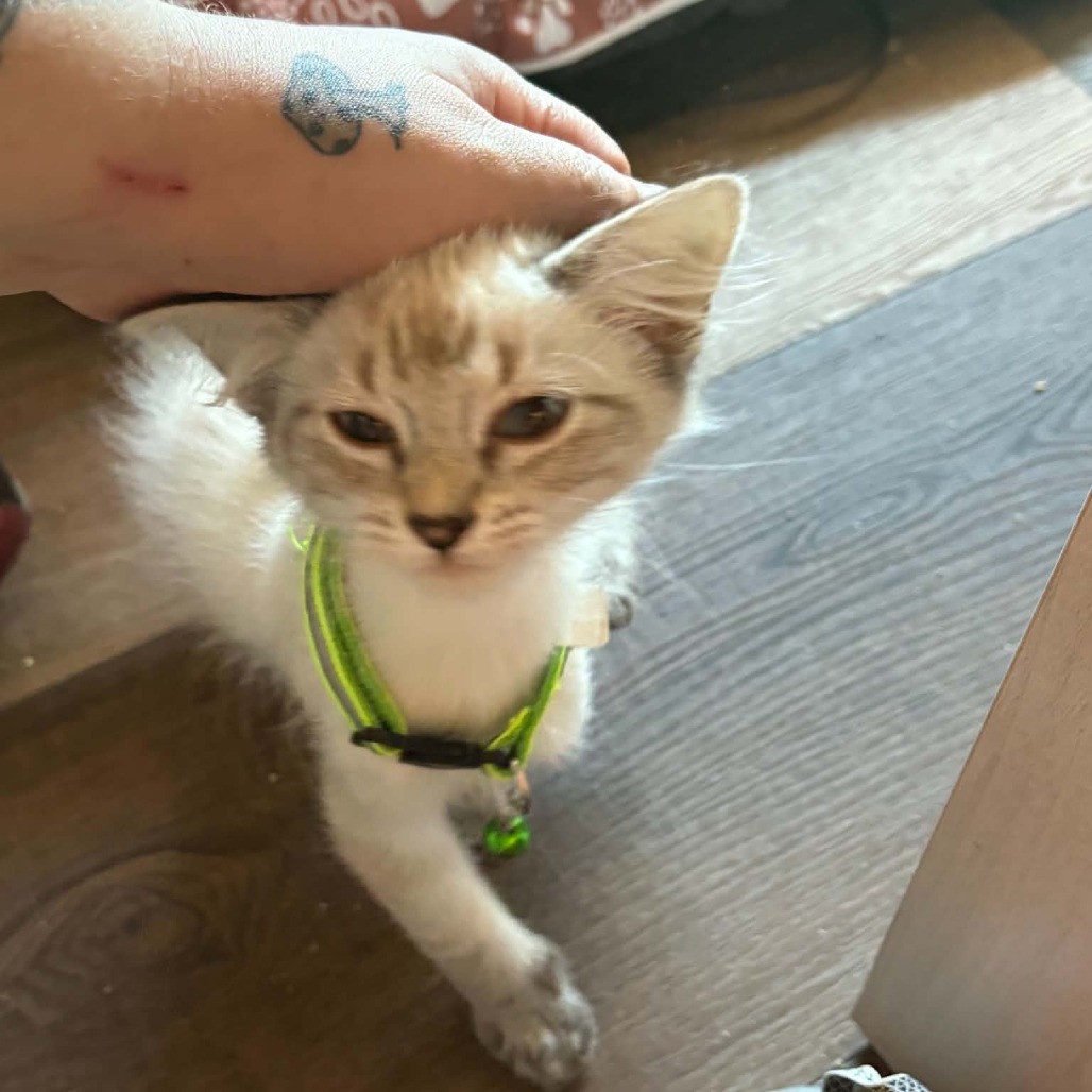 NEWT - Domestic Medium Hair / Siamese for adoption in Las Cruces