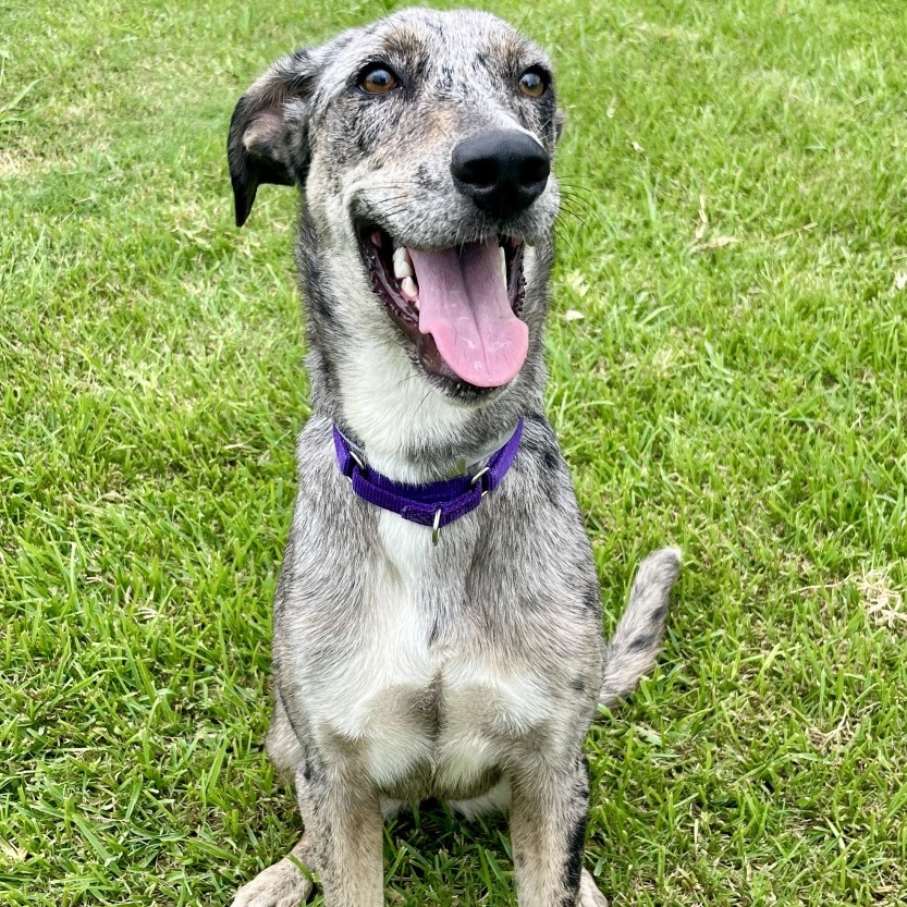 COOKIE - Shepherd, Australian / Mix available for adoption