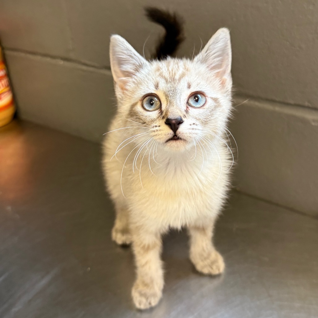 Tusc Stray 84527