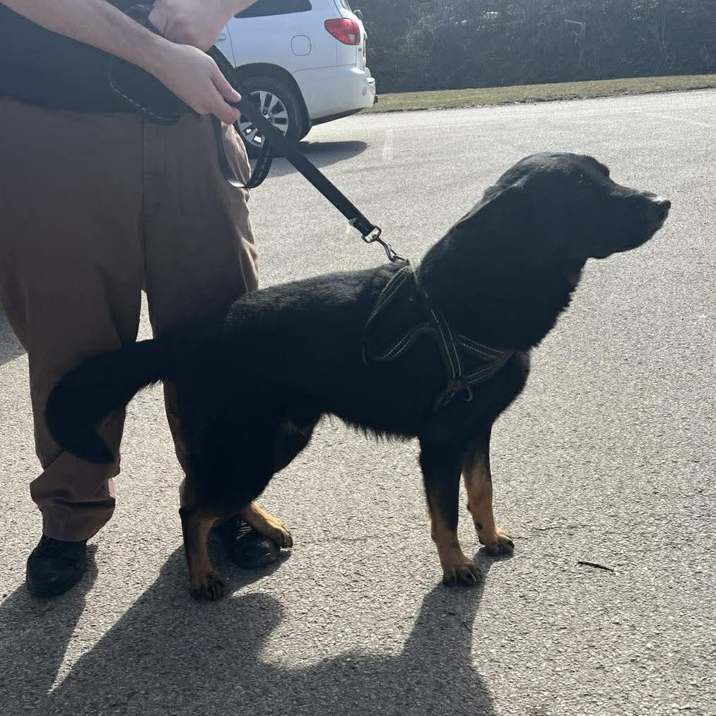 Bolt, Jr. — thumbnail 2