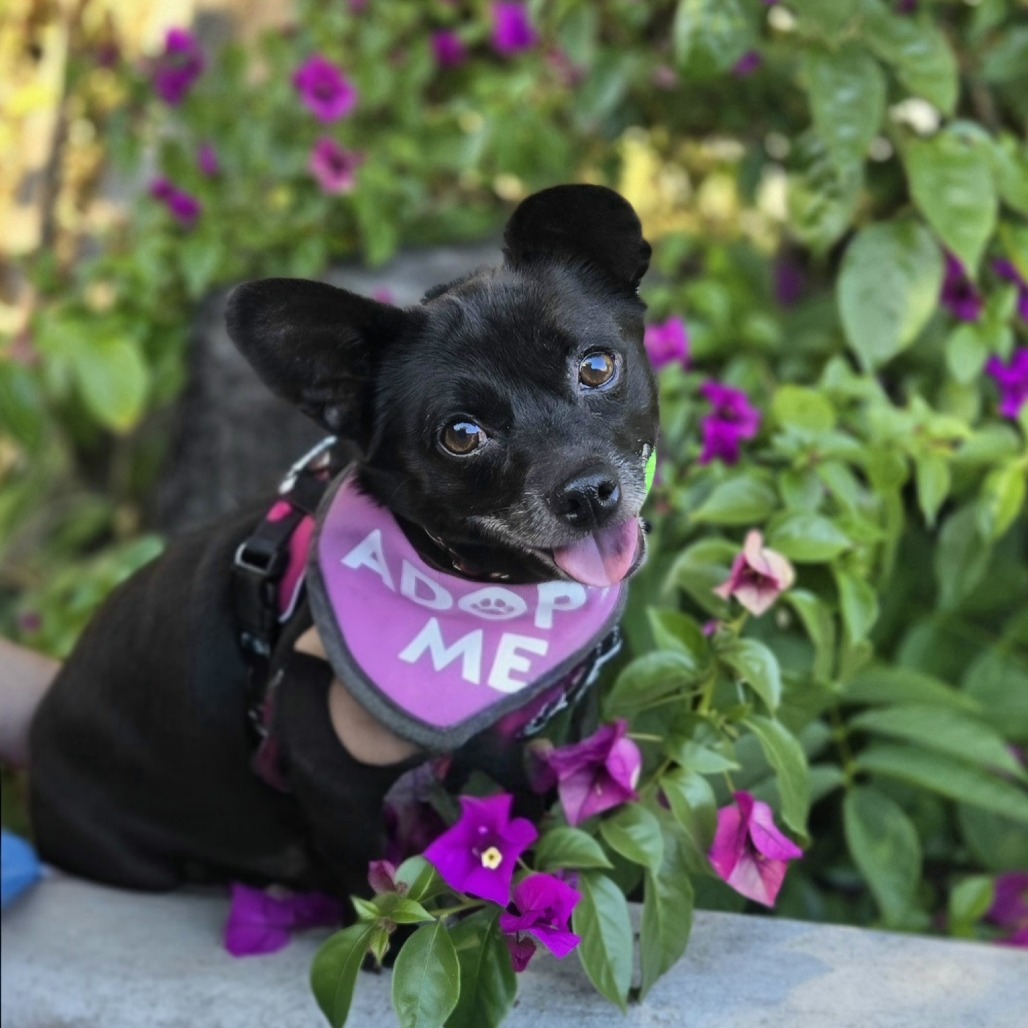KYLO - Chihuahua / Short Coat available for adoption
