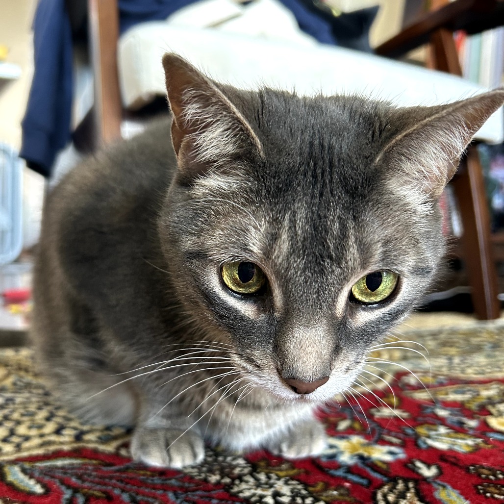 Zoey, photo 4