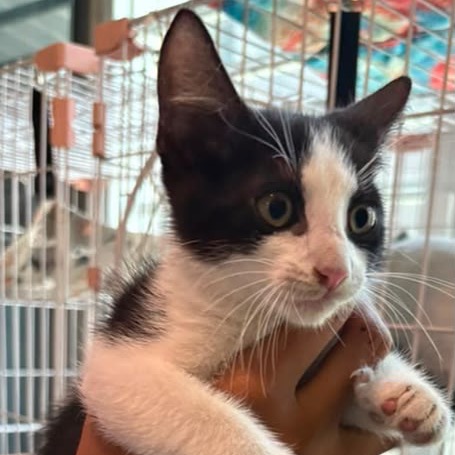 TATE - Domestic Shorthair / Mix available for adoption