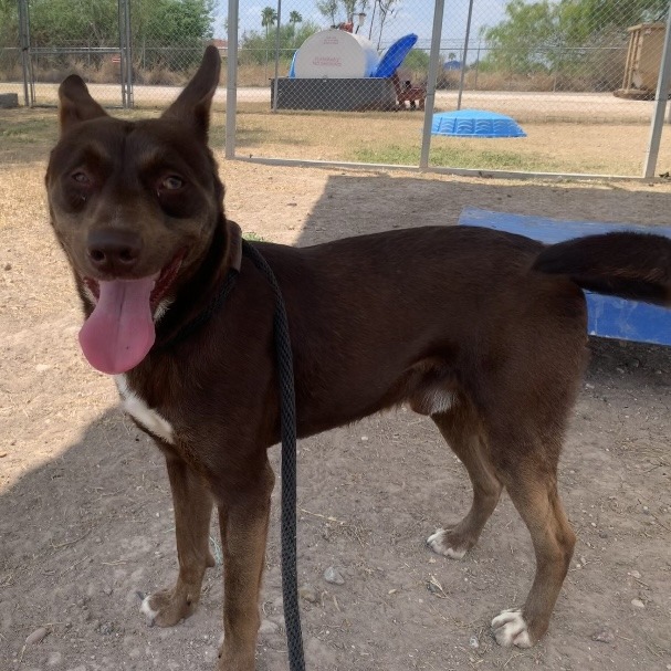 Pepsi, available for adoption at PVAS