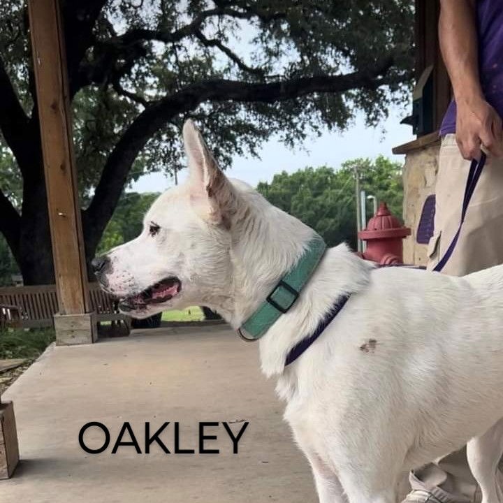 Photo of Oakley