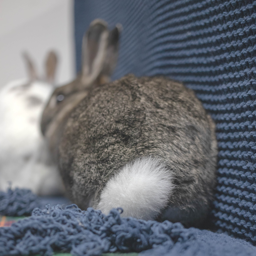Bowie (bonded to Pippa), photo 7