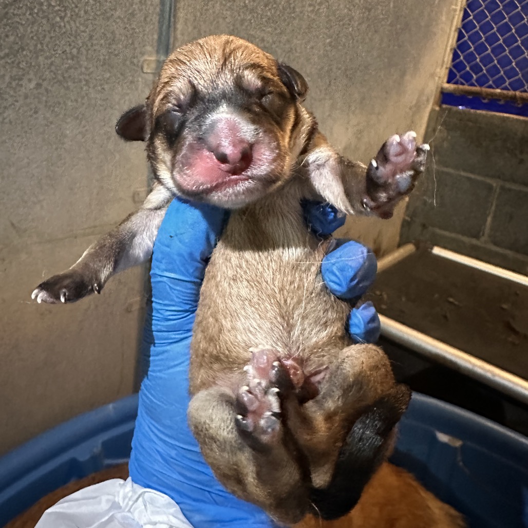 DRAXX (MIST) - Shepherd / Mixed Breed (Medium) available for adoption