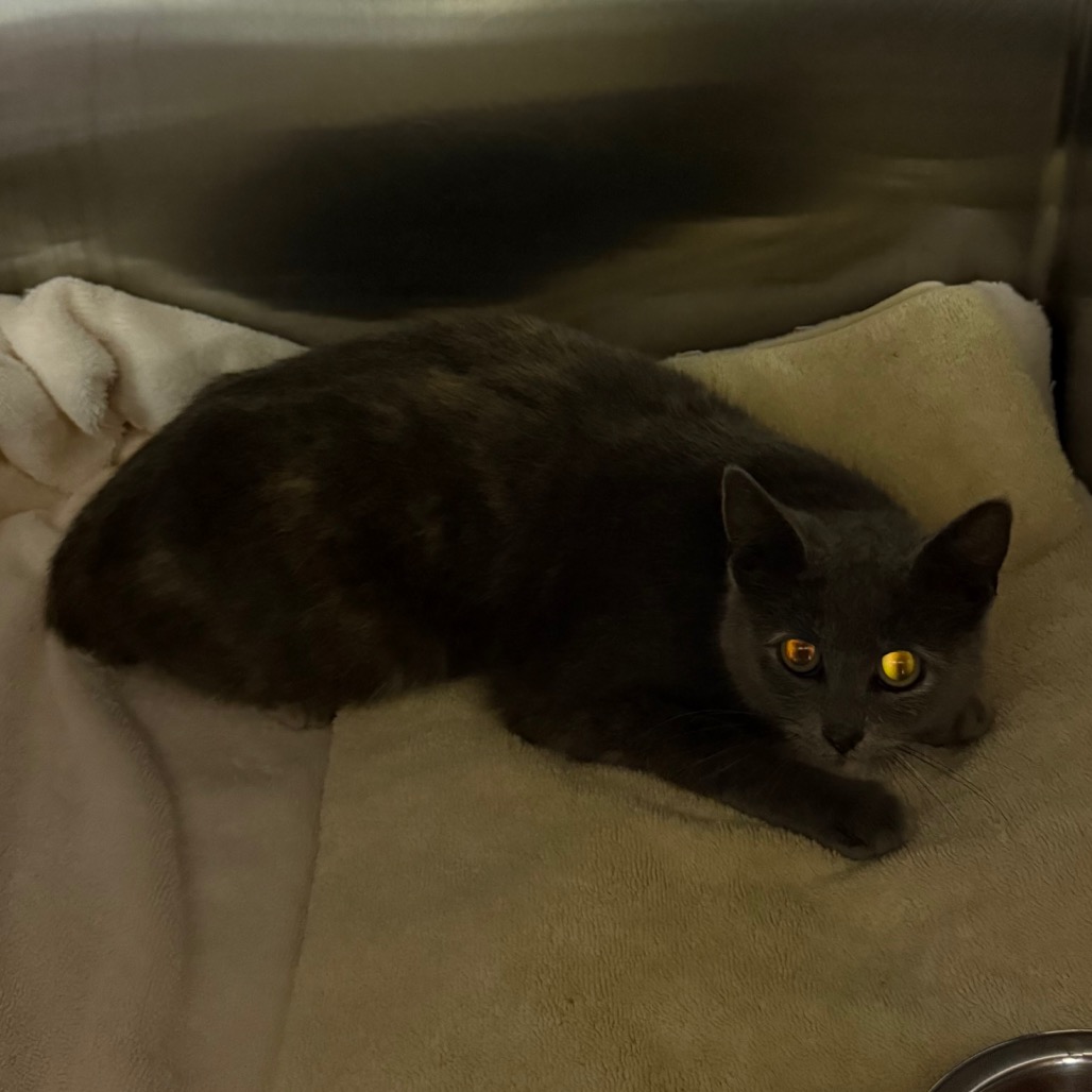 Photo of PGH-Stray-119992 3
