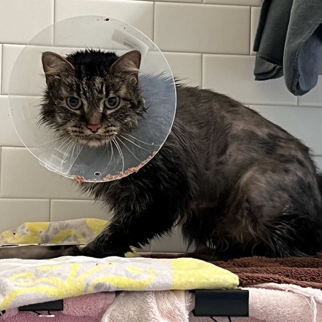 Photo of Miss Kitty  3