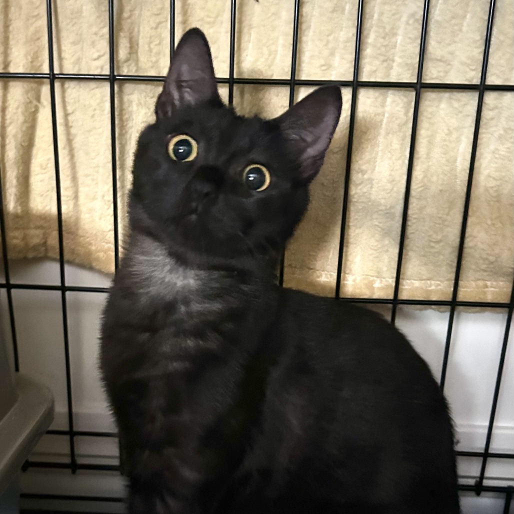 Kahlua, photo 2