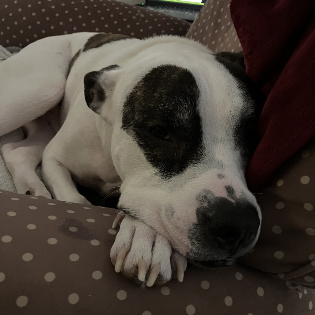 Petey, photo 30