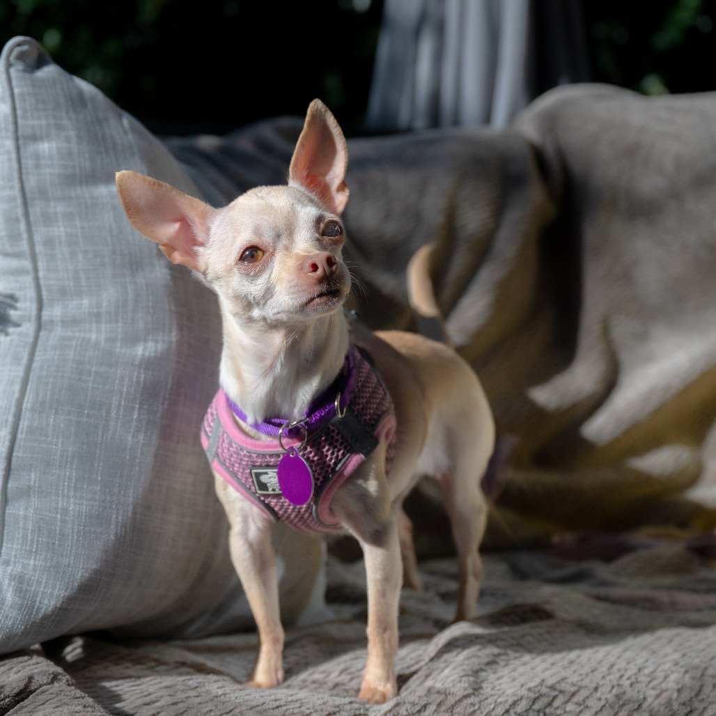 Animal named Pebbles