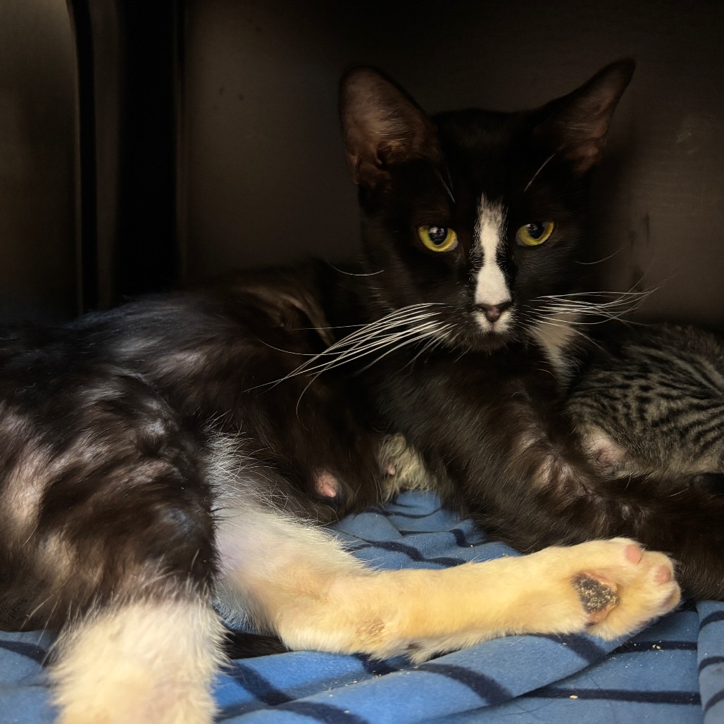 RANAELLA - Domestic Shorthair available for adoption