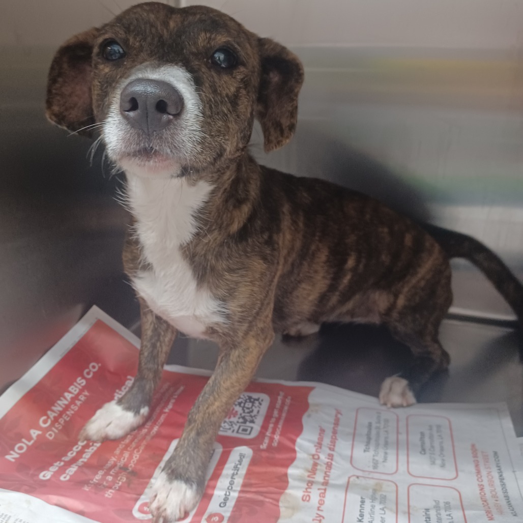 BROCCOLI - Dachshund / Hound, Plott available for adoption