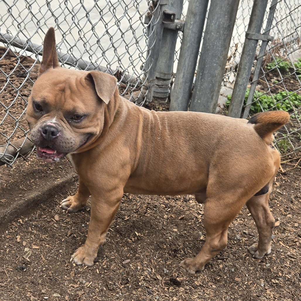 KRONKER - Mixed Breed (Medium) available for adoption