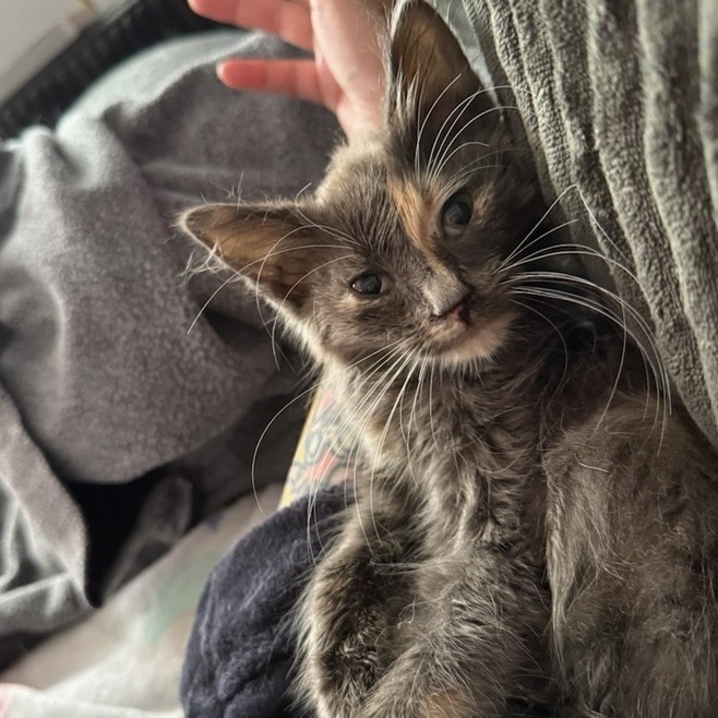 FRANKIE - Domestic Medium Hair available for adoption