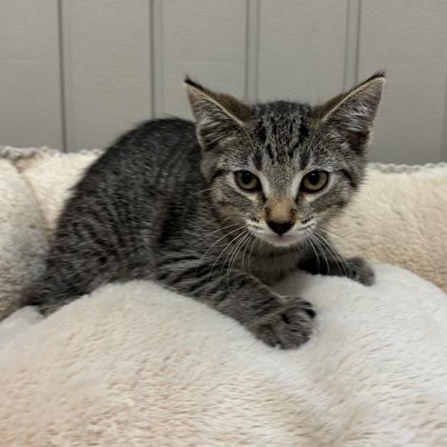 Pepper the Cat