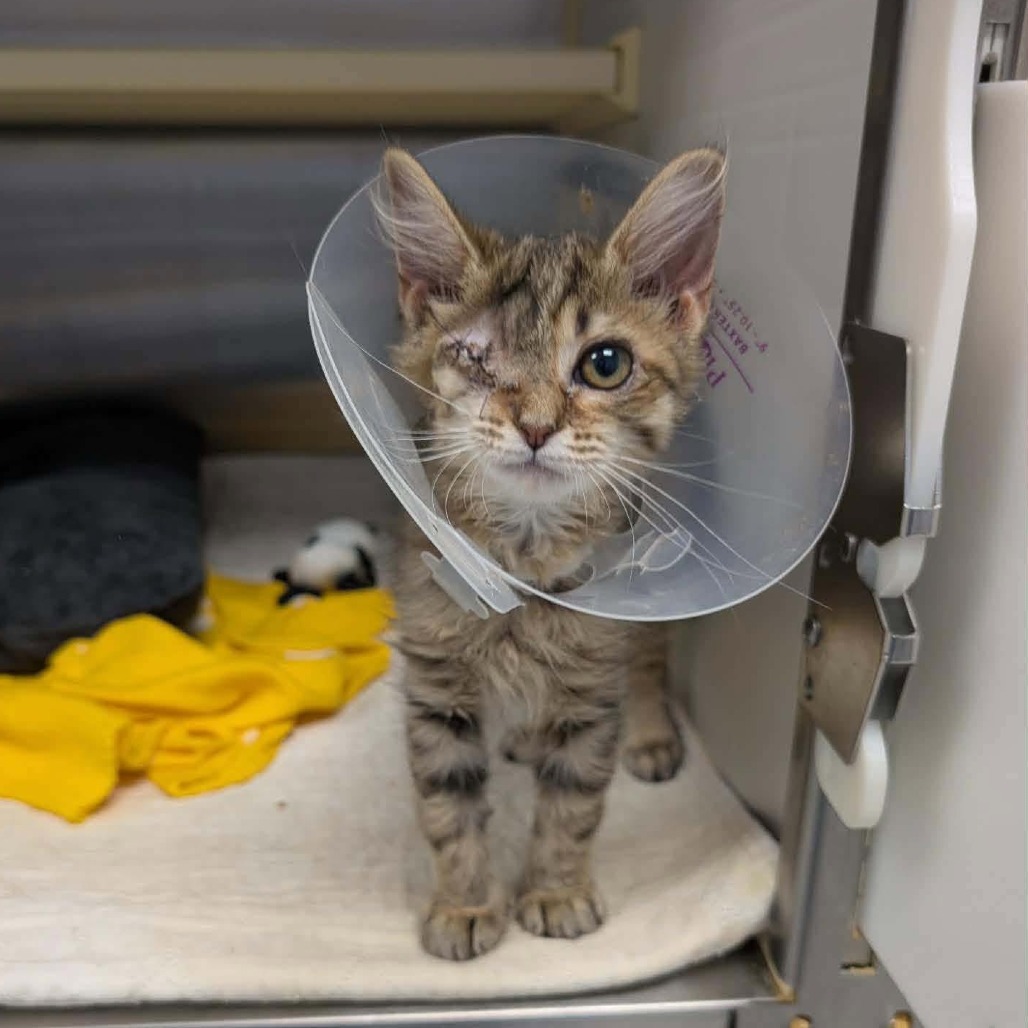 EVA IMANI - Domestic Longhair available for adoption