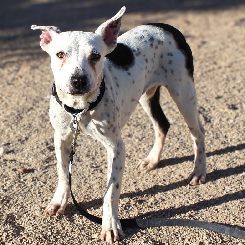 POE - PAWS - Mixed Breed (Medium) available for adoption