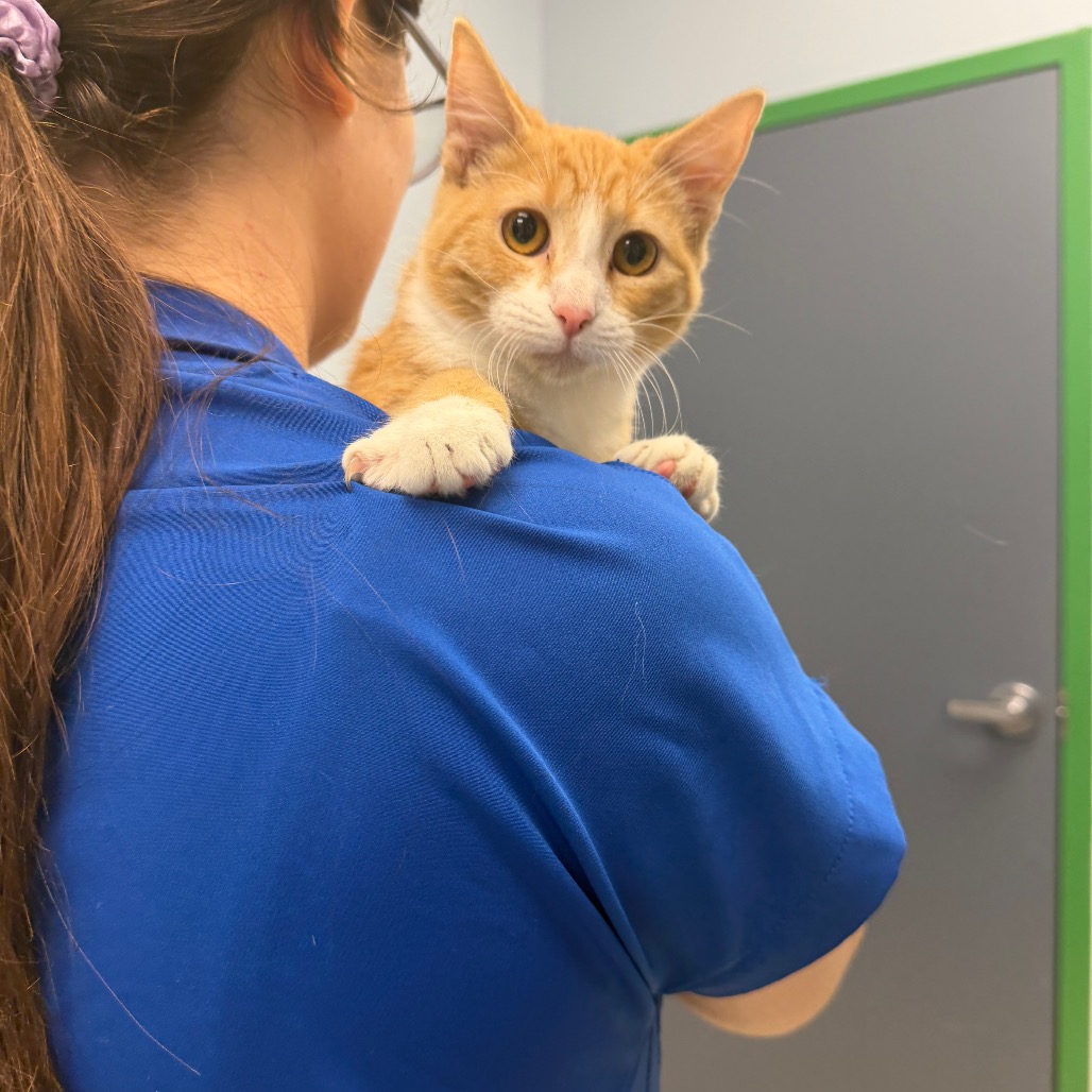 CUSTER - Domestic Shorthair available for adoption