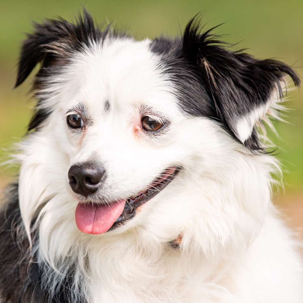 Australian Shepherd