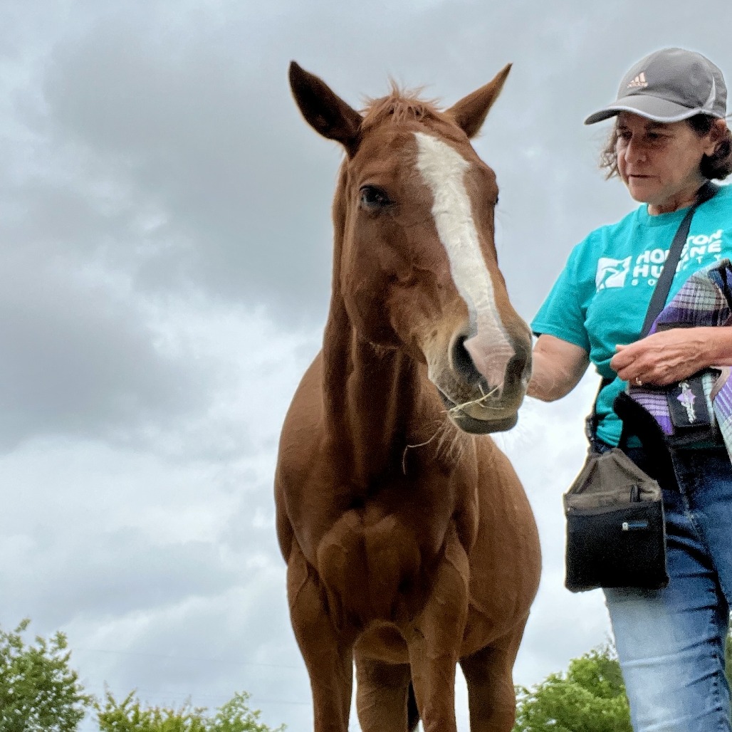 MERCY - Quarter Horse available for adoption