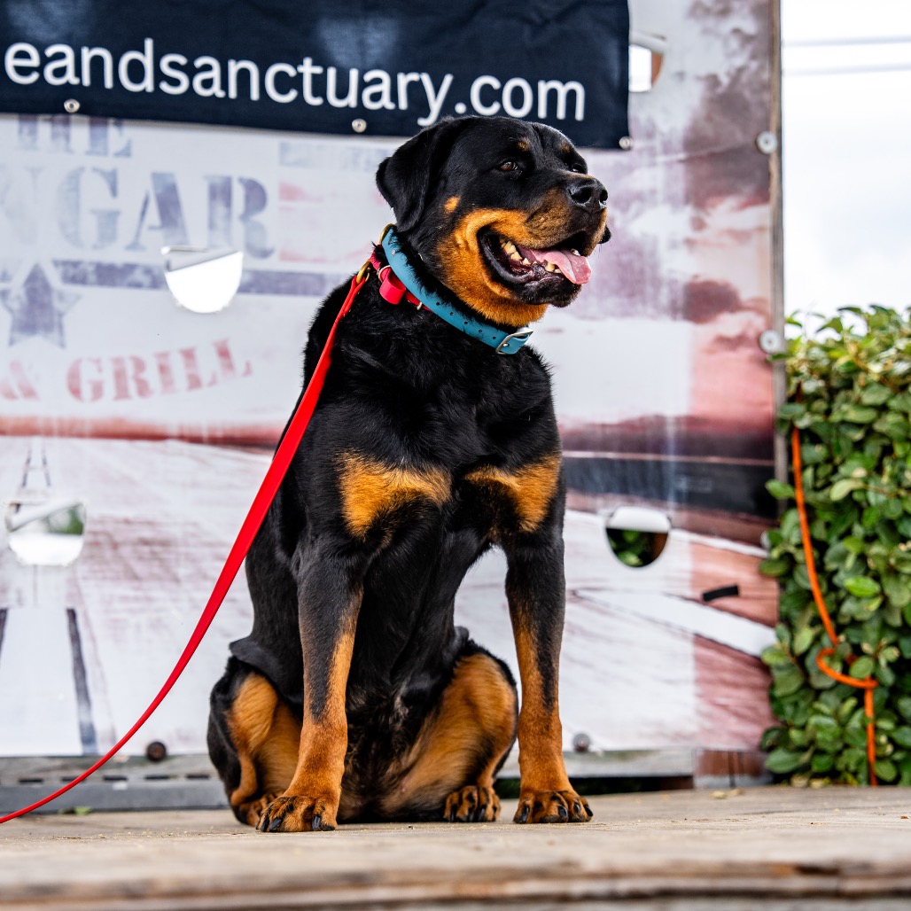 Winnie is available for adoption at Full Circle Rescue and Sanctuary