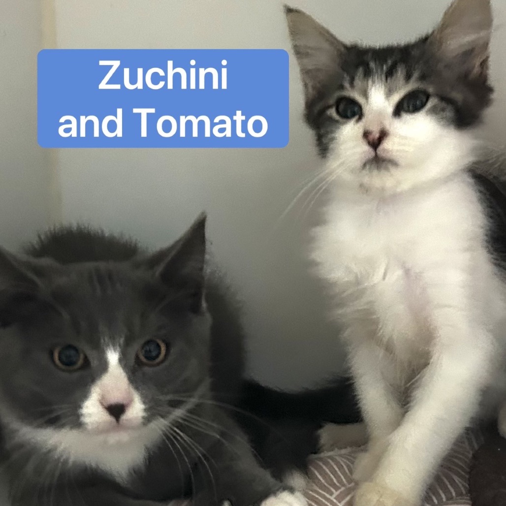 Tomato, photo 4