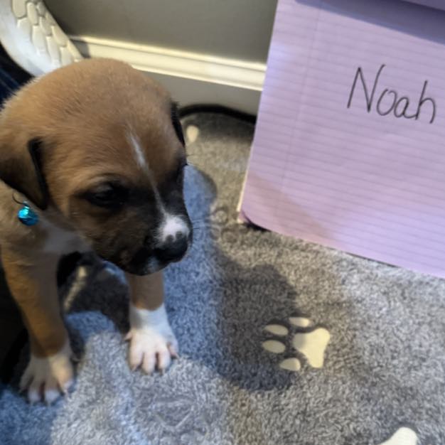Noah